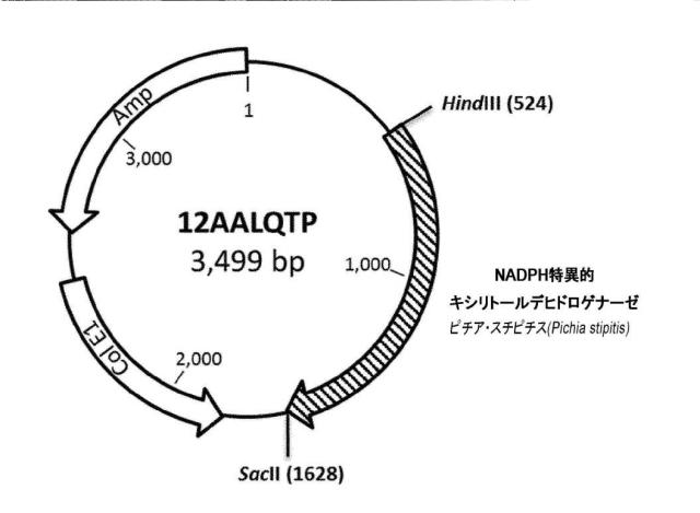 6537534-組換え株によるグルコースからのキシリトールの生産 図000051