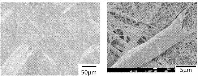 6775160-疎水化セルロース系繊維用の解繊助剤、それを使用する樹脂組成物の製造方法並びに成形体 図000051