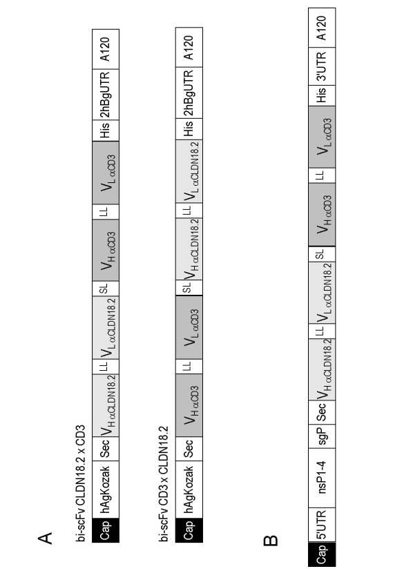 6799101-クローディンを発現するガン疾患を処置するための剤 図000051