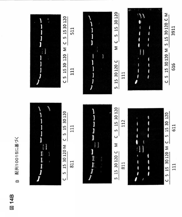 5697993-修飾ＲＮＡｉポリヌクレオチドおよびその使用 図000052