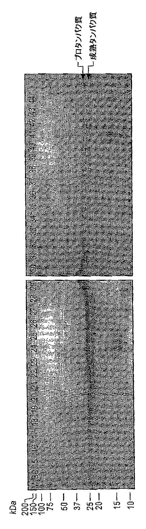 5829808-組換えエラスターゼタンパク質ならびにその製造方法および使用 図000052