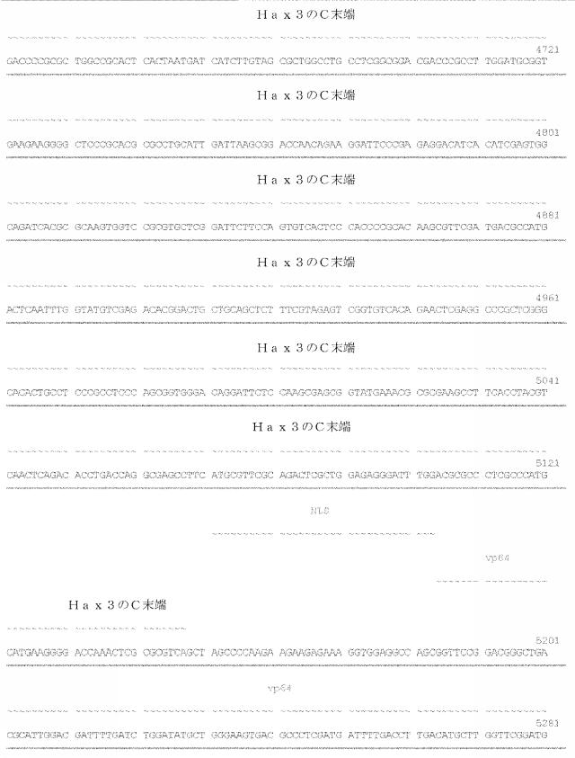 6259766-フラタキシンレベルを増加させる方法および生成物ならびにその使用 図000052