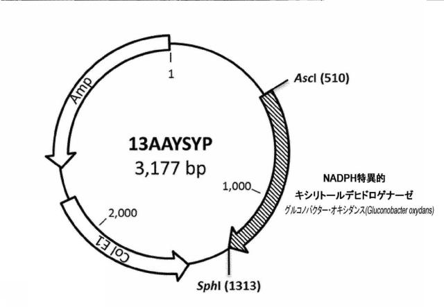 6537534-組換え株によるグルコースからのキシリトールの生産 図000052