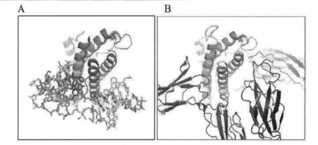 6591392-ＩＬ−６に結合するアプタマー及びＩＬ−６介在性状態の治療または診断におけるそれらの使用 図000052