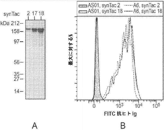 6652680-ｓｙｎＴａｃポリペプチド及びその使用 図000052