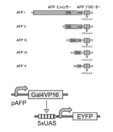 6961788-プログラム可能な腫瘍溶解性ウイルスワクチン系及びその適用 図000052