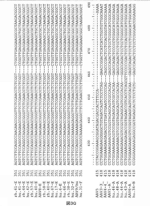 5797397-アデノ随伴ウイルス（ＡＡＶ）の同源系統群（クレイド）、配列、それらを含有するベクターおよびそれらの用途 図000053