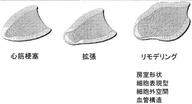 5894071-心臓組織由来細胞 図000053