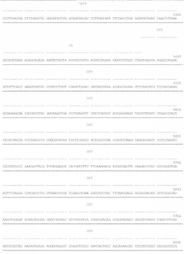 6259766-フラタキシンレベルを増加させる方法および生成物ならびにその使用 図000053