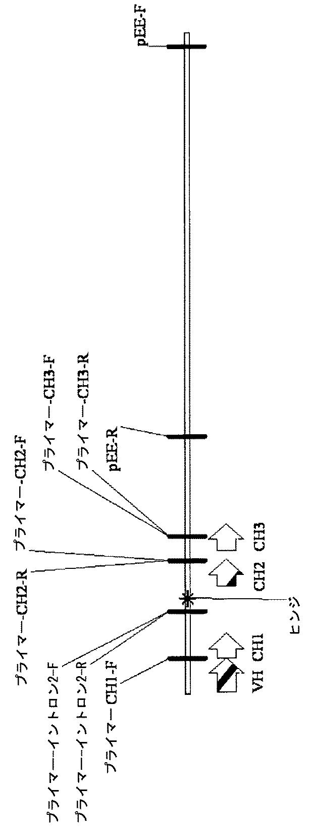 6412083-安定なＩｇＧ４抗体 図000053