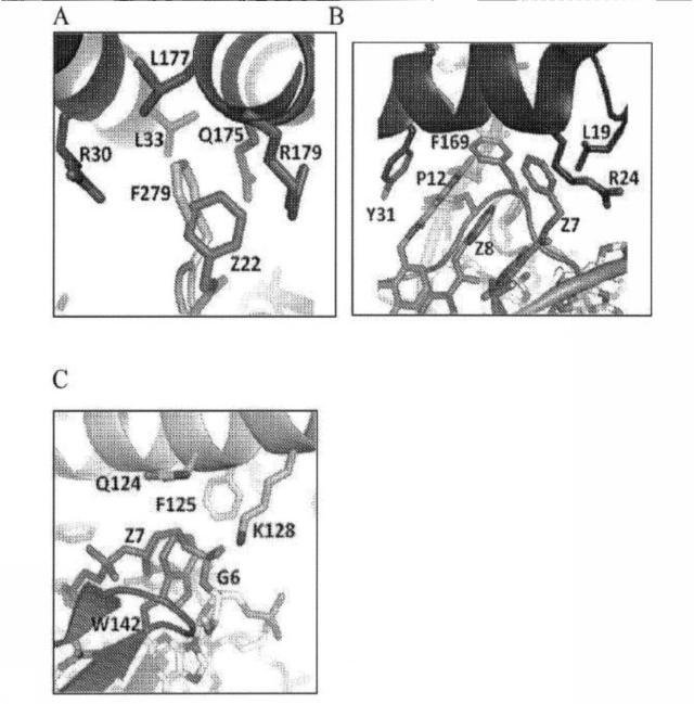 6591392-ＩＬ−６に結合するアプタマー及びＩＬ−６介在性状態の治療または診断におけるそれらの使用 図000053