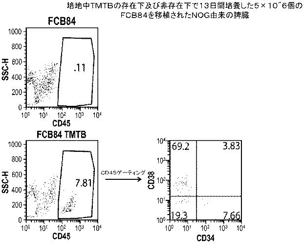 6647334-成体幹細胞のインビトロでの増殖 図000053