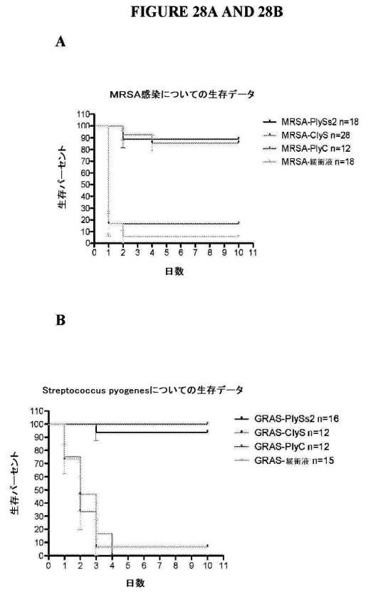 6735796-グラム陽性細菌を検出および処置するためのＳｔｒｅｐｔｏｃｏｃｃｕｓバクテリオファージリシン 図000053