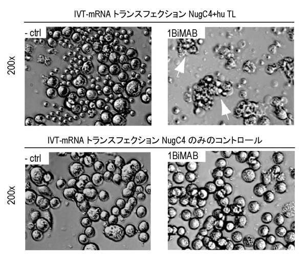 6799101-クローディンを発現するガン疾患を処置するための剤 図000053