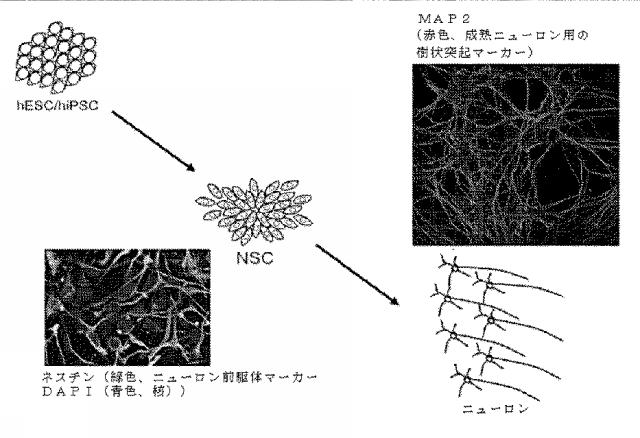 6931002-ベンゾチアゾール両親媒性物質 図000053