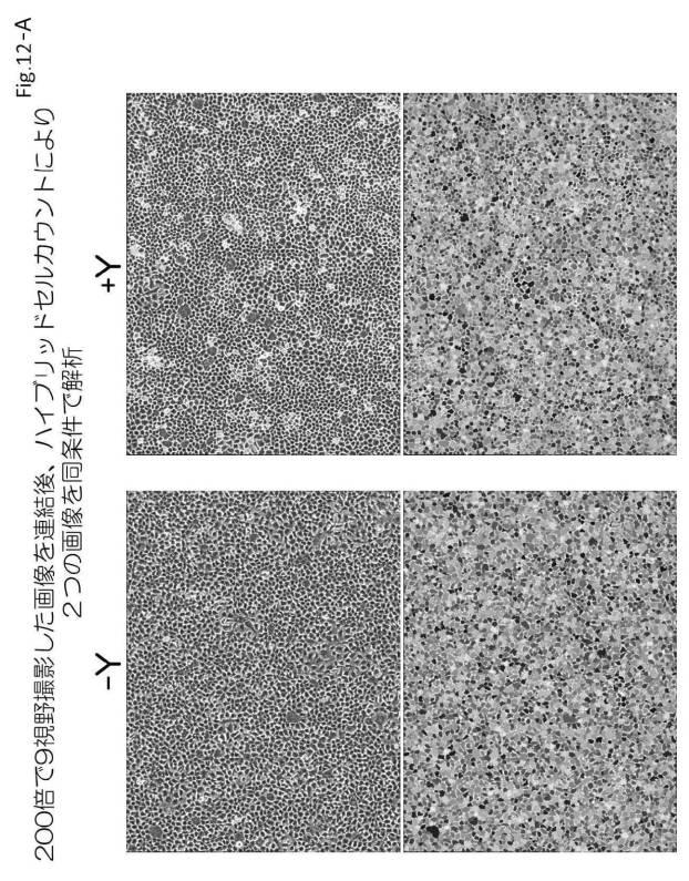 6954682-ヒト機能性角膜内皮細胞およびその応用 図000053