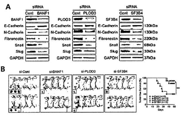 6967810-肝癌の予防または治療用の薬学的組成物 図000053