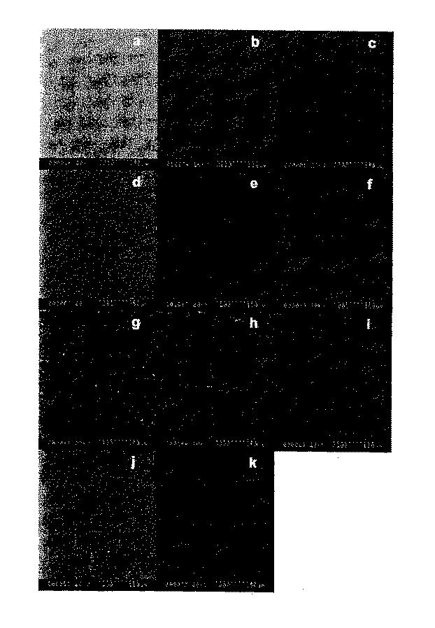 5907658-自己消失性コーティング 図000054