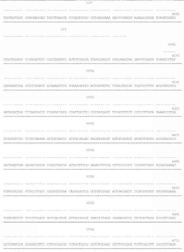 6259766-フラタキシンレベルを増加させる方法および生成物ならびにその使用 図000054