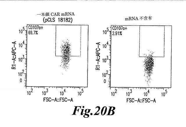 6463672-ＴＣＲアルファ欠損Ｔ細胞を増殖させるためのプレＴアルファまたはその機能性変種の使用 図000054