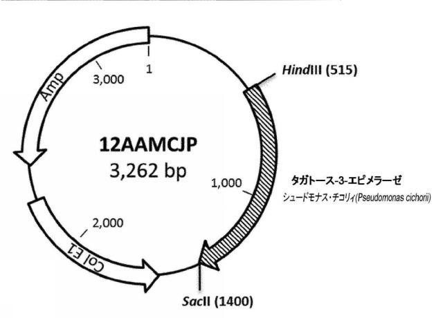 6537534-組換え株によるグルコースからのキシリトールの生産 図000054