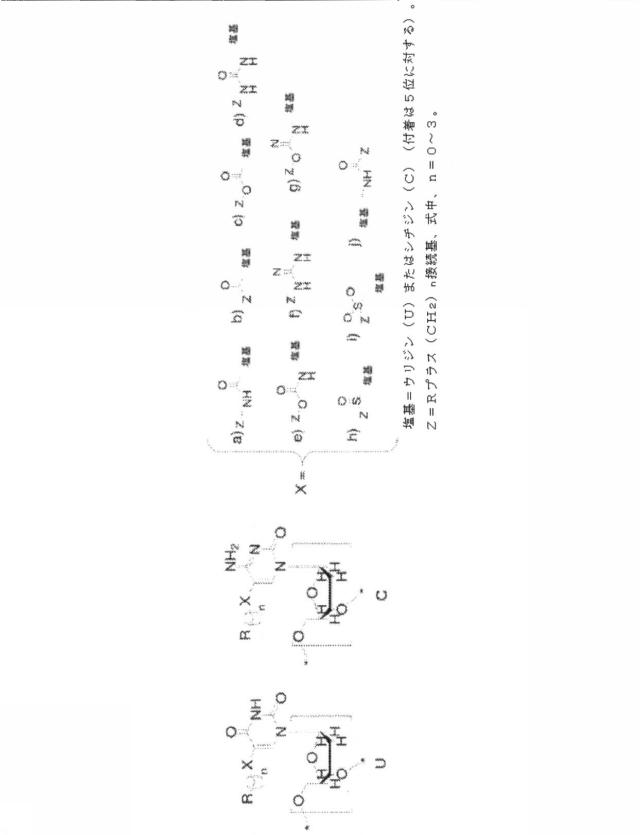 6591392-ＩＬ−６に結合するアプタマー及びＩＬ−６介在性状態の治療または診断におけるそれらの使用 図000054