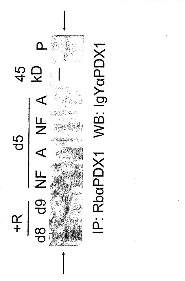 6595041-ＰＤＸ１発現背側及び腹側前腸内胚葉 図000054