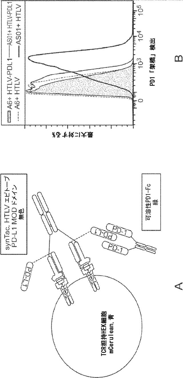 6652680-ｓｙｎＴａｃポリペプチド及びその使用 図000054