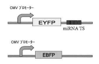 6961788-プログラム可能な腫瘍溶解性ウイルスワクチン系及びその適用 図000054
