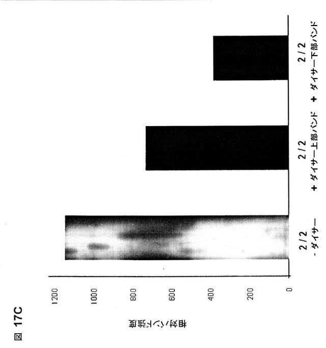 5697993-修飾ＲＮＡｉポリヌクレオチドおよびその使用 図000055