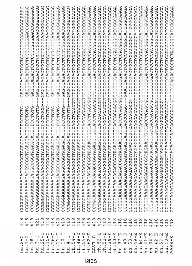 5797397-アデノ随伴ウイルス（ＡＡＶ）の同源系統群（クレイド）、配列、それらを含有するベクターおよびそれらの用途 図000055