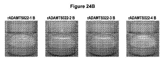 5819303-安定化された液体および凍結乾燥ＡＤＡＭＴＳ１３製剤 図000055