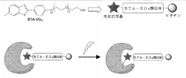 6931002-ベンゾチアゾール両親媒性物質 図000055