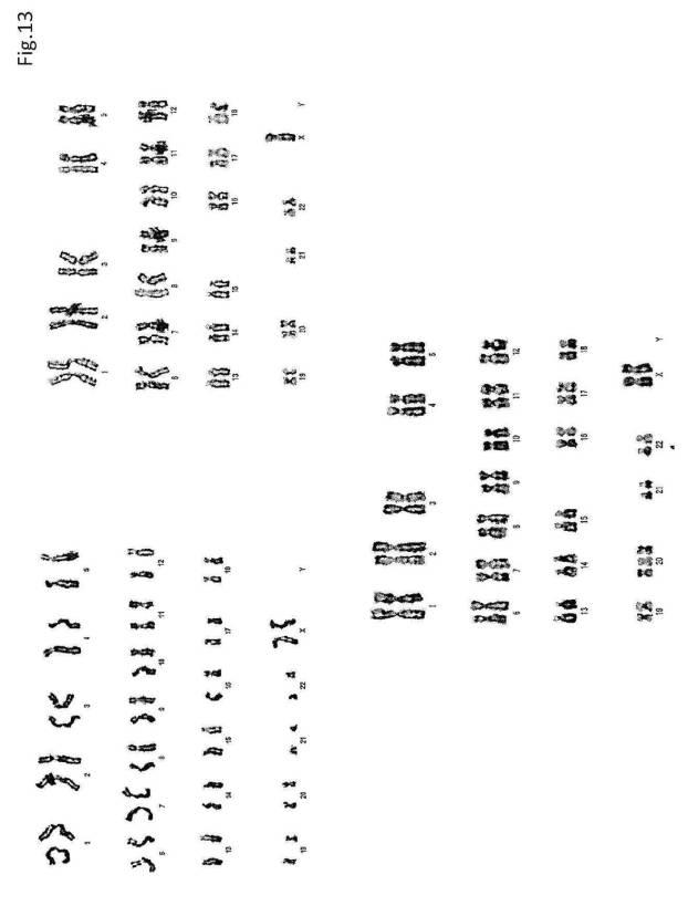 6954682-ヒト機能性角膜内皮細胞およびその応用 図000055