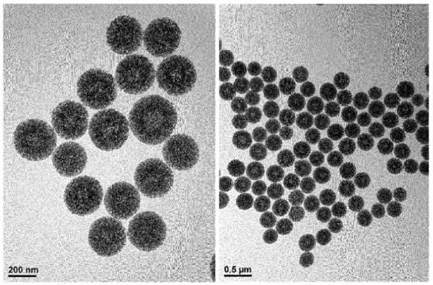 6967810-肝癌の予防または治療用の薬学的組成物 図000055