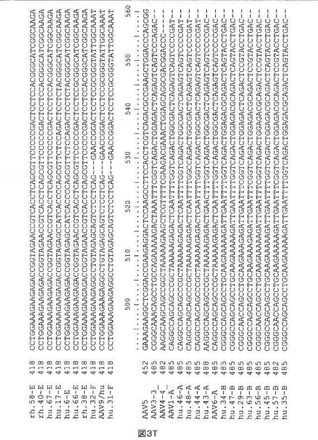 5797397-アデノ随伴ウイルス（ＡＡＶ）の同源系統群（クレイド）、配列、それらを含有するベクターおよびそれらの用途 図000056