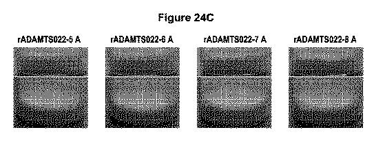 5819303-安定化された液体および凍結乾燥ＡＤＡＭＴＳ１３製剤 図000056