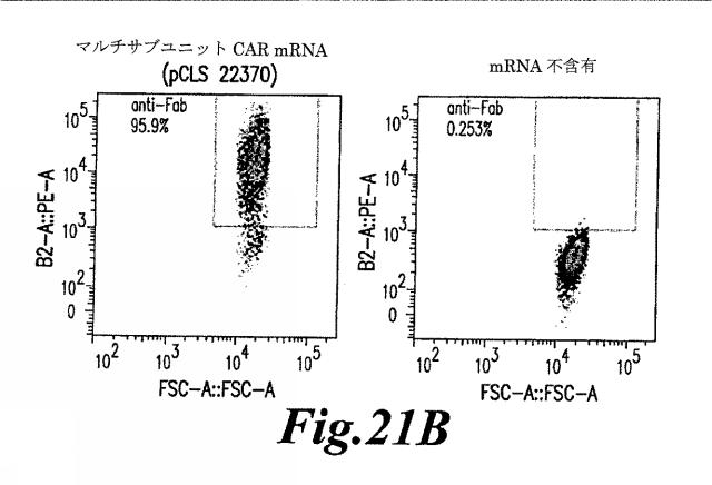 6463672-ＴＣＲアルファ欠損Ｔ細胞を増殖させるためのプレＴアルファまたはその機能性変種の使用 図000056