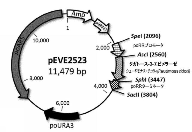 6537534-組換え株によるグルコースからのキシリトールの生産 図000056