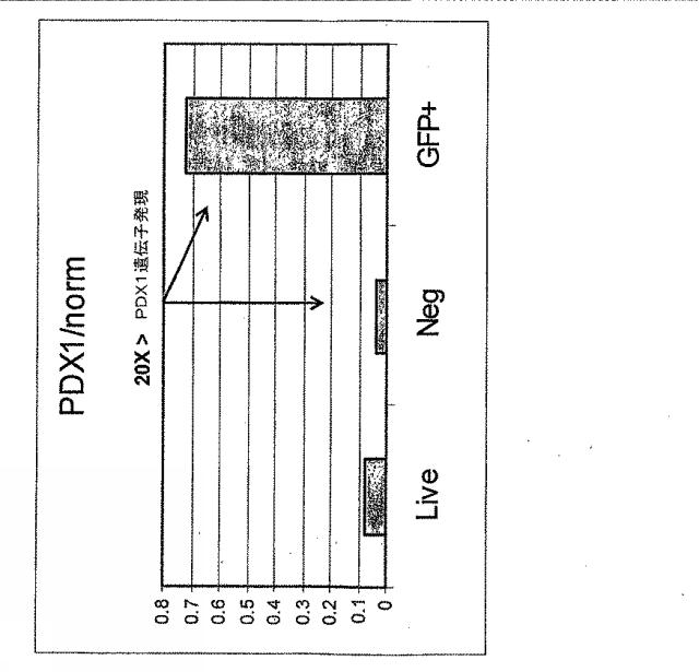 6595041-ＰＤＸ１発現背側及び腹側前腸内胚葉 図000056