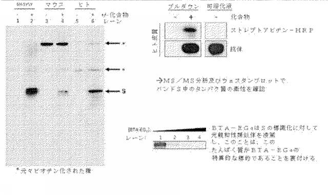 6931002-ベンゾチアゾール両親媒性物質 図000056