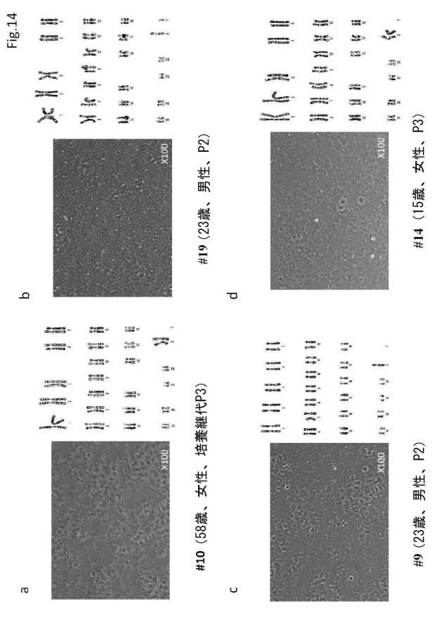 6954682-ヒト機能性角膜内皮細胞およびその応用 図000056