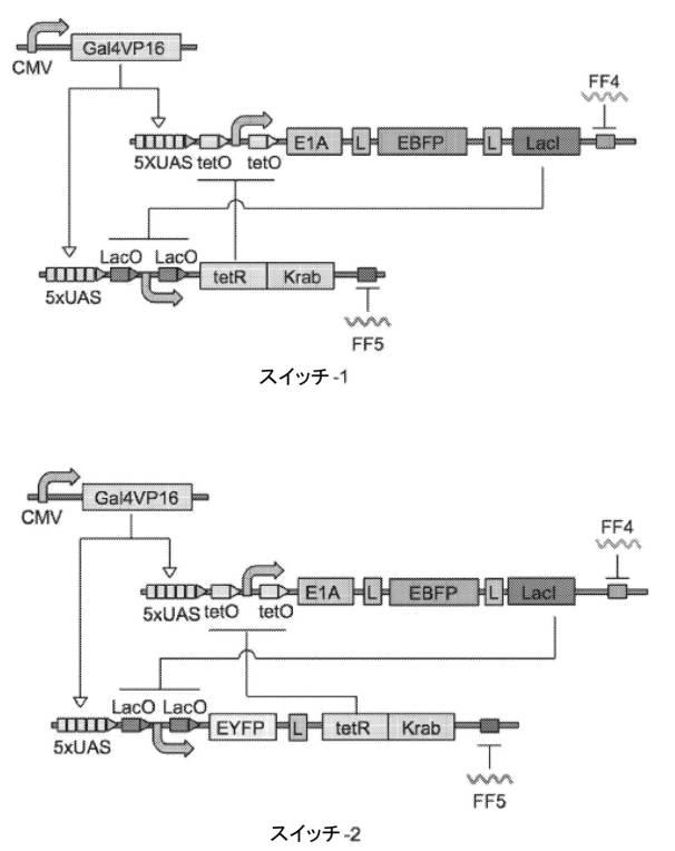 6961788-プログラム可能な腫瘍溶解性ウイルスワクチン系及びその適用 図000056