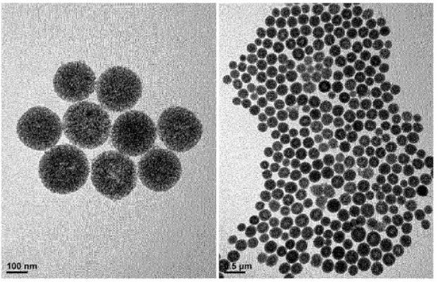 6967810-肝癌の予防または治療用の薬学的組成物 図000056