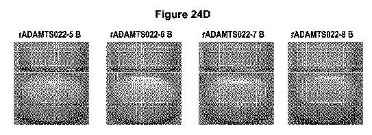 5819303-安定化された液体および凍結乾燥ＡＤＡＭＴＳ１３製剤 図000057