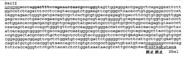 5829808-組換えエラスターゼタンパク質ならびにその製造方法および使用 図000057