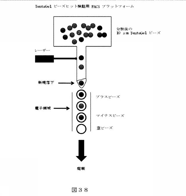 6412798-リガンドライブラリーを用いた診断および処置方法 図000057