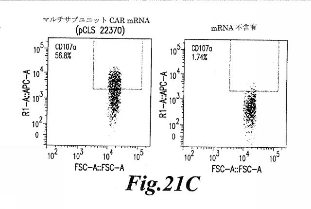 6463672-ＴＣＲアルファ欠損Ｔ細胞を増殖させるためのプレＴアルファまたはその機能性変種の使用 図000057