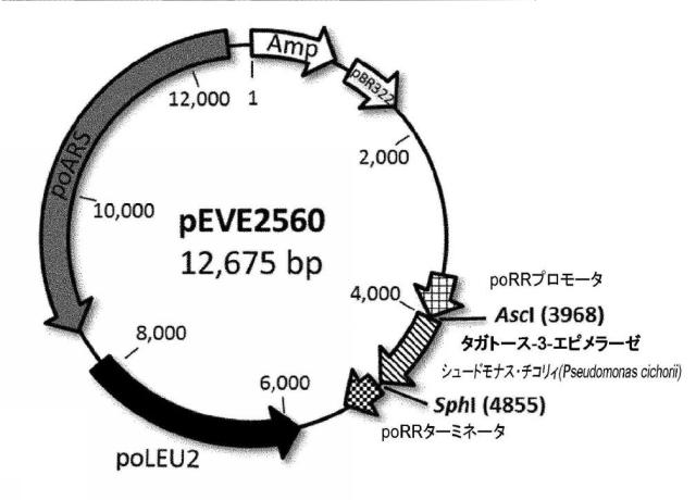 6537534-組換え株によるグルコースからのキシリトールの生産 図000057