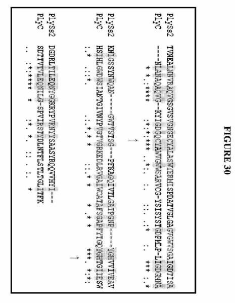 6735796-グラム陽性細菌を検出および処置するためのＳｔｒｅｐｔｏｃｏｃｃｕｓバクテリオファージリシン 図000057